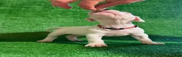 Dogo Argentino dogs for sale: Pink female - Ad 3