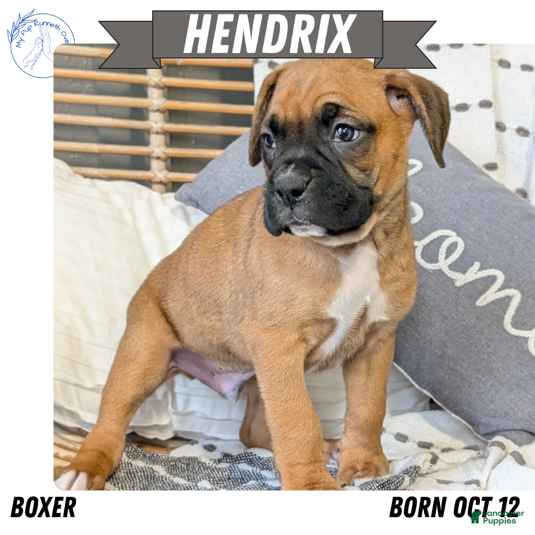 Boxer dogs Hendrix - Ad 9