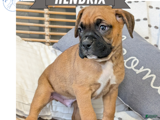 Boxer dogs Hendrix - Ad 15