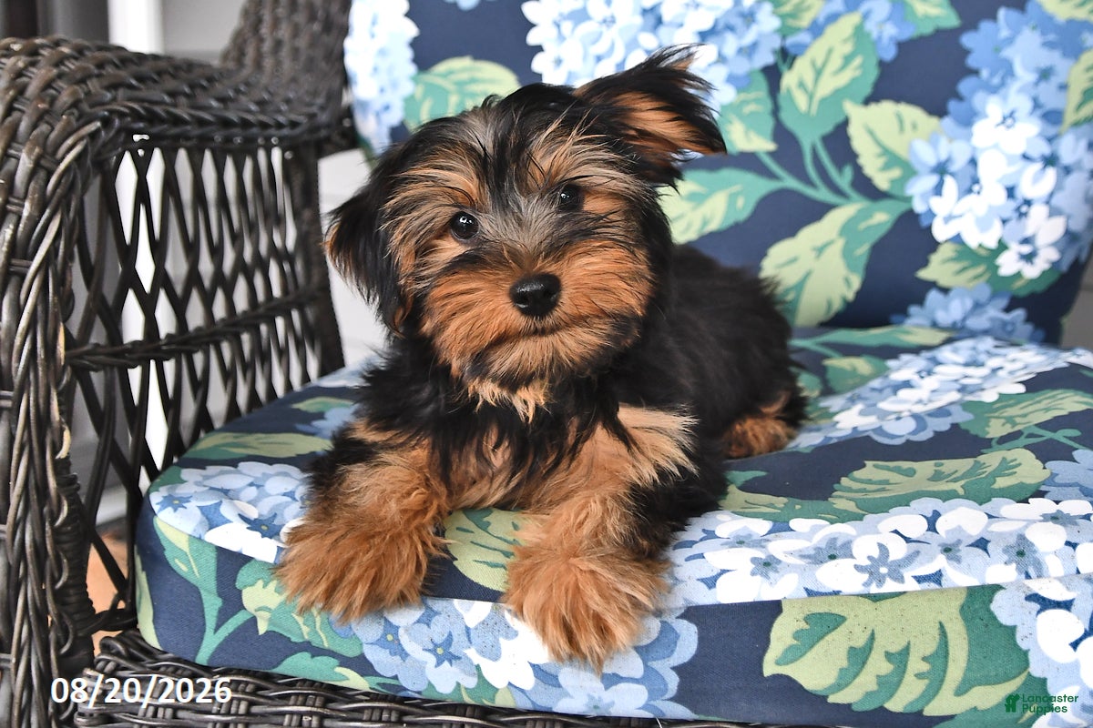 Yorkshire Terrier dogs Benjie  - Ad 2