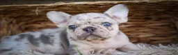 French Bulldog dogs for sale: 🐾 Meet Knox — A Happy Little Frenchie with Plenty of Love to Give! 🐾 - Ad 19