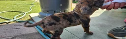 Mixed Breed dogs for sale: Mixed Breed 6 - Ad 3