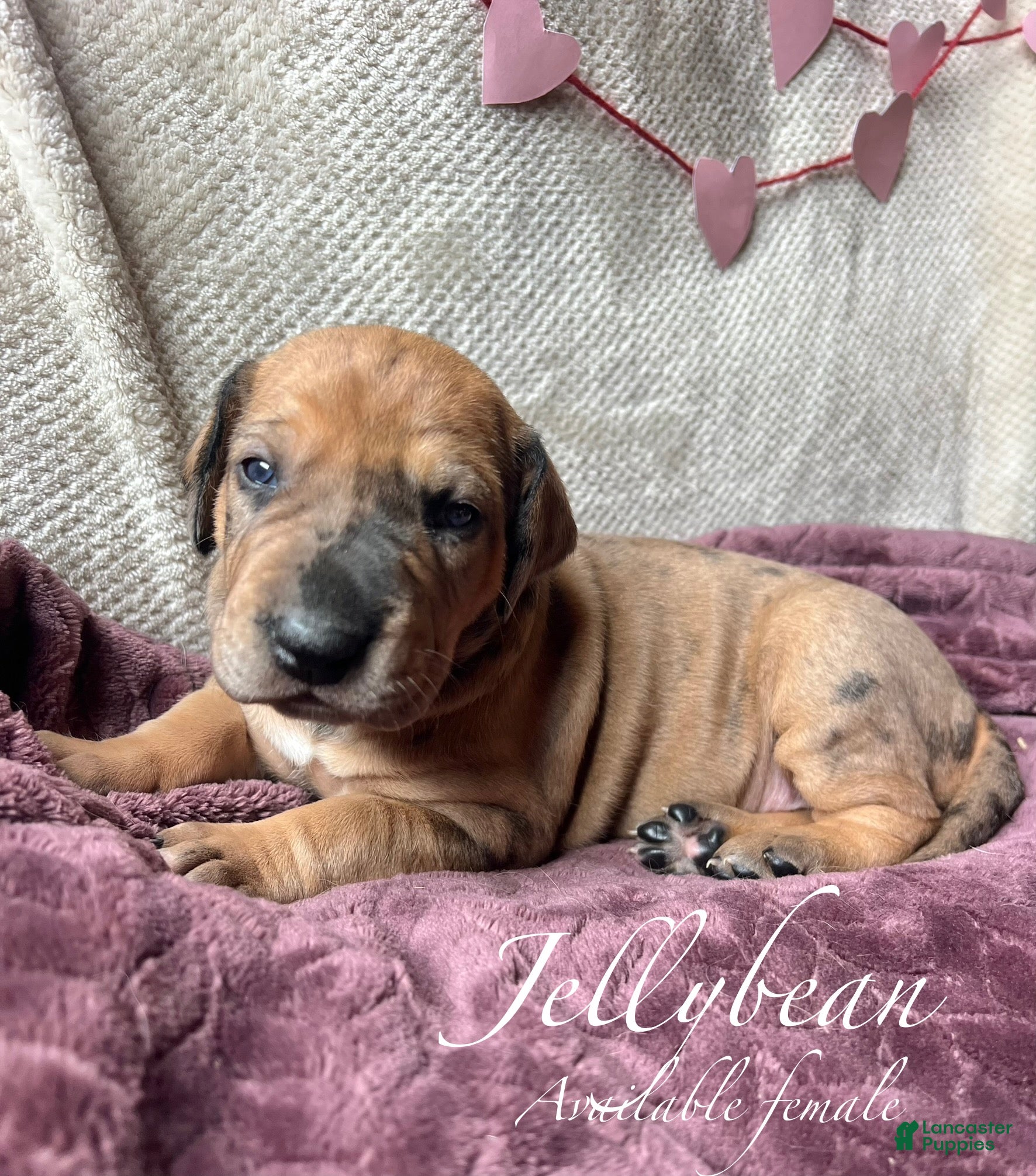 Great Dane dogs Jellybean - Ad 27