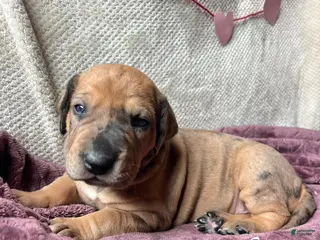 Great Dane dogs Jellybean - Ad 37