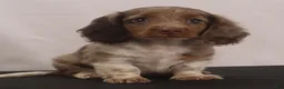 Dachshund dogs for sale: willie Jr  - Ad 6