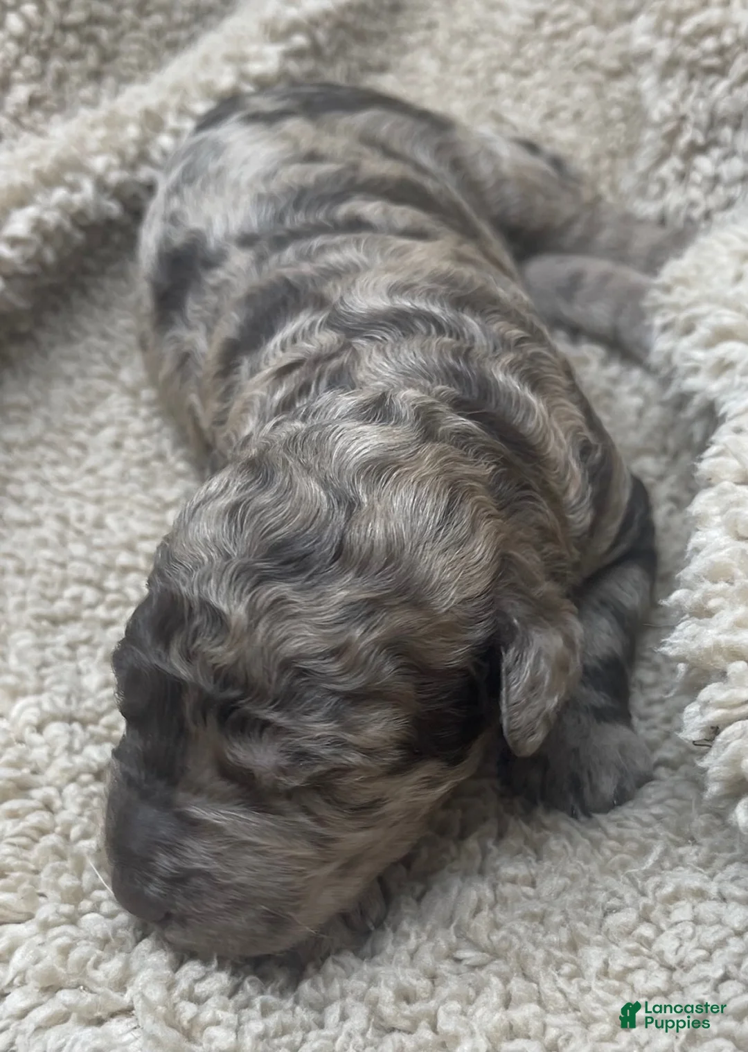 Double Doodle dogs for sale: MOANA - Ad 2