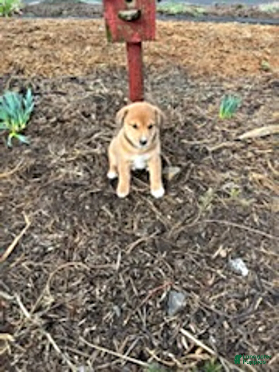 Mixed Breed dogs for sale: Shawn - Ad 1