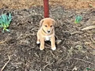 Mixed Breed dogs for sale: Shawn - Ad 1