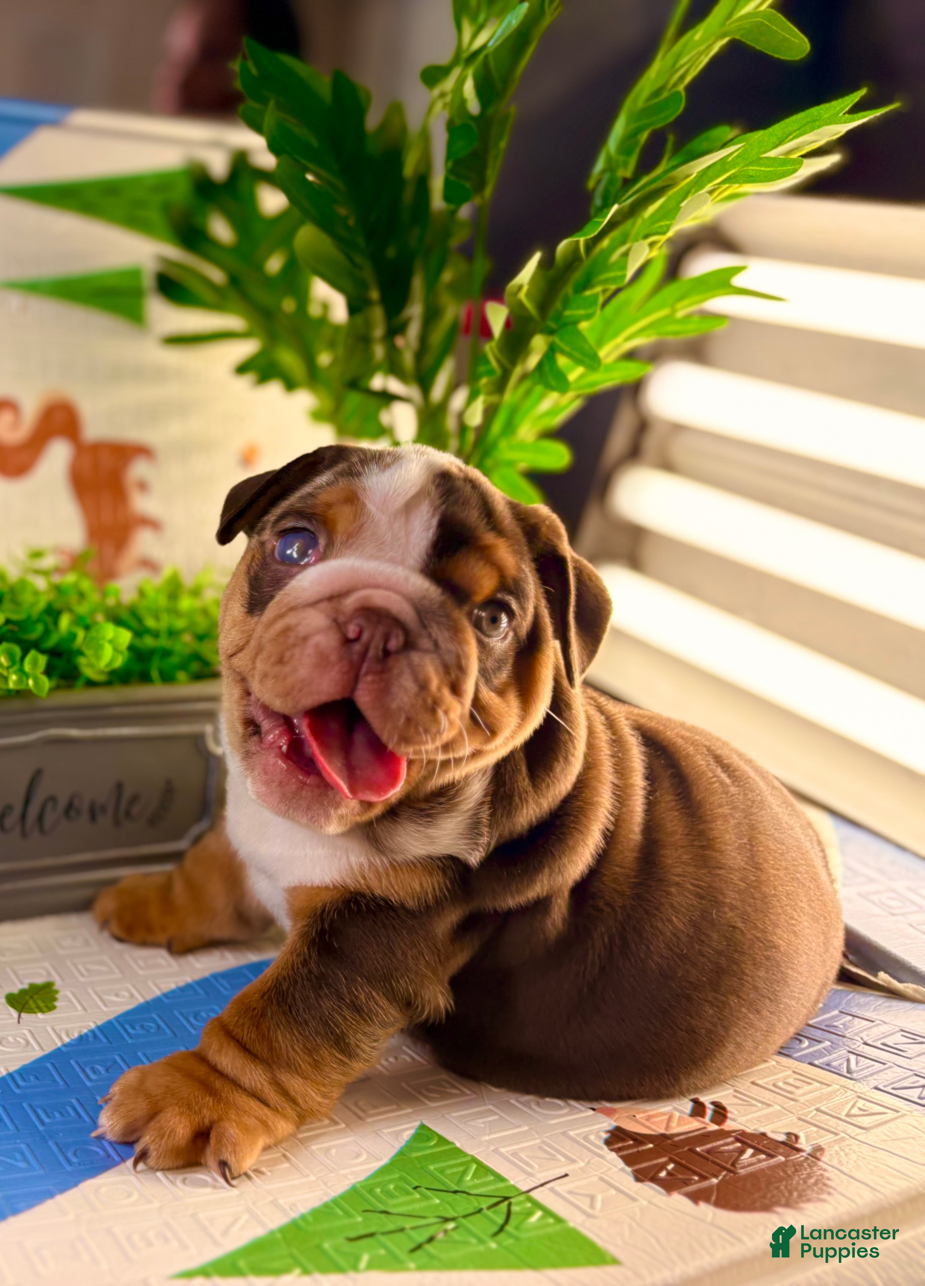 English Bulldog dogs Rubble - Ad 36