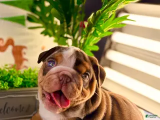 English Bulldog dogs Rubble - Ad 36