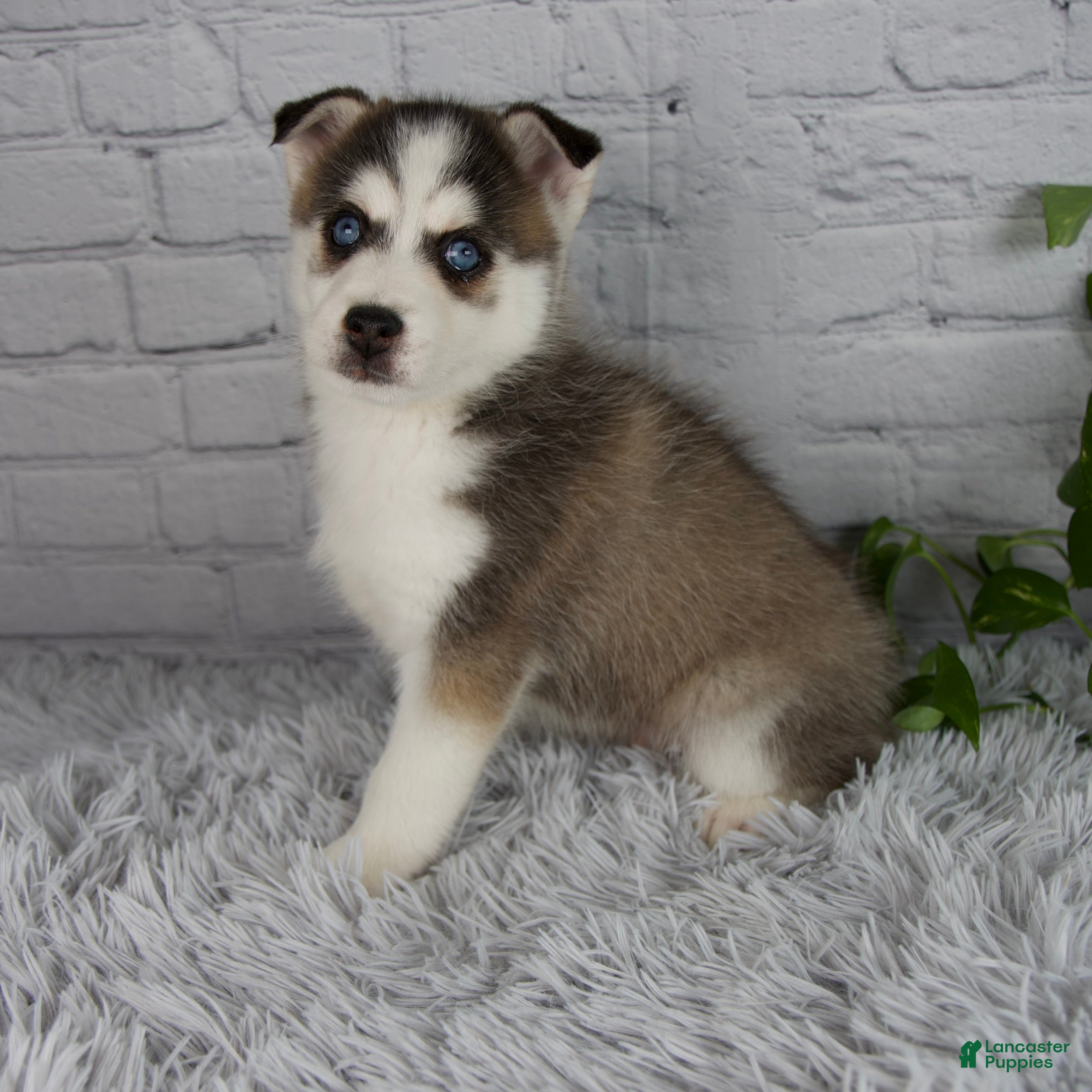 Pomsky dogs Trevor - Ad 2