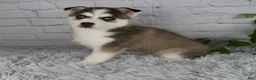 Pomsky dogs for sale: Trevor - Ad 2