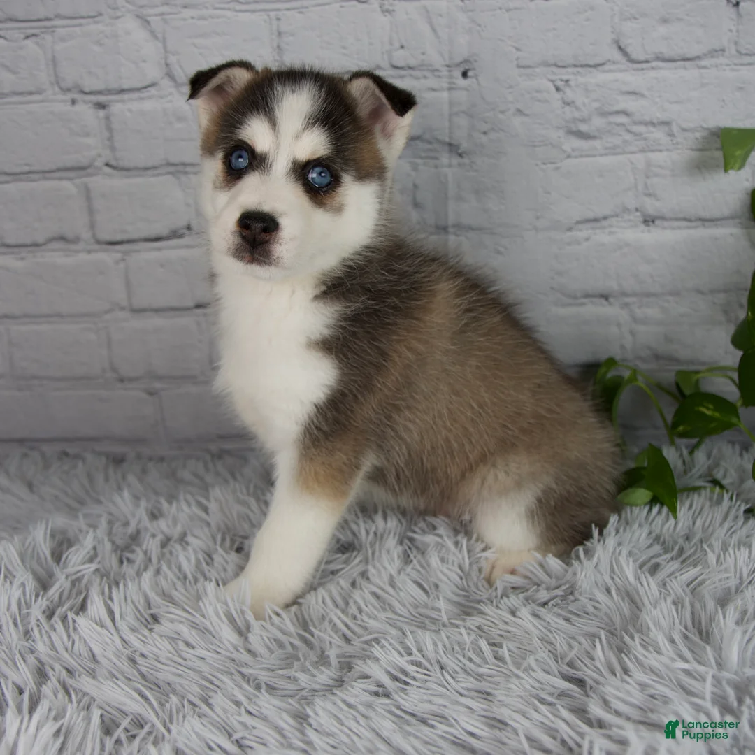 Pomsky dogs for sale: Trevor - Ad 2