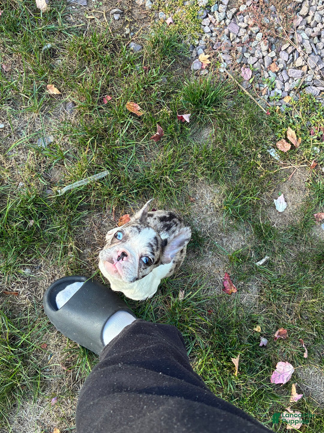 French Bulldog dogs for sale: French Bulldog Puppy 1 - Ad 2