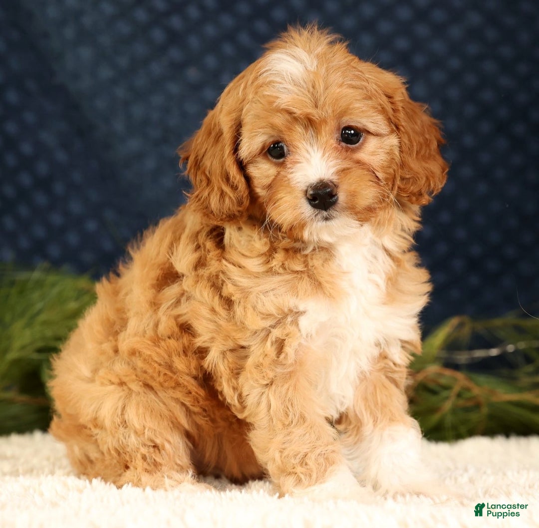 Cavapoo dogs for sale: Vanessa - Ad 3