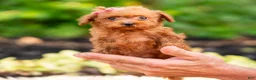 Maltipoo dogs for sale: Berribelle - Ad 3