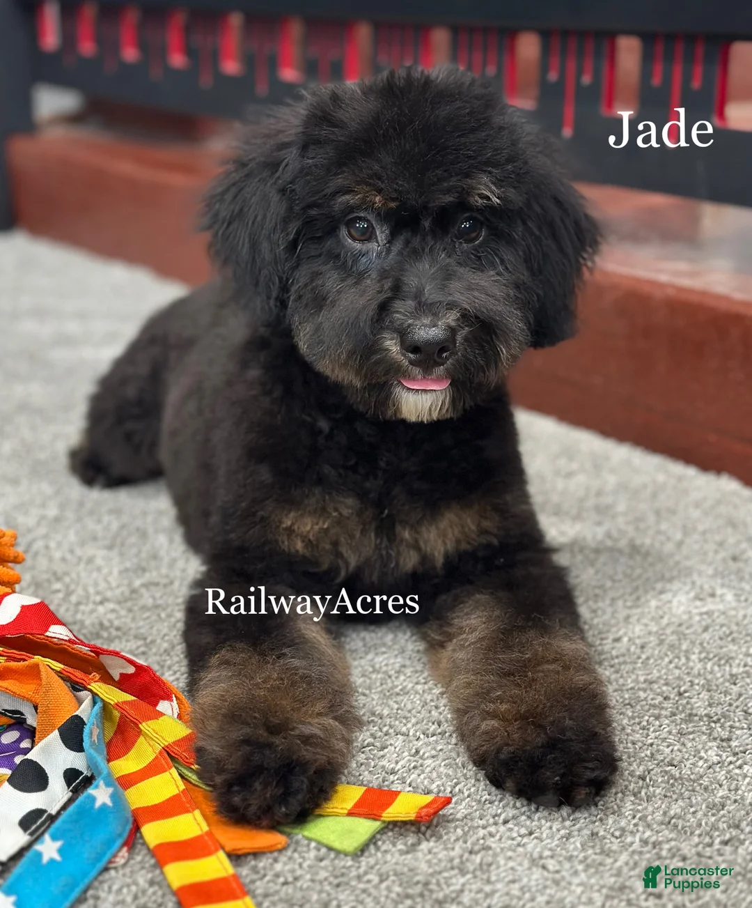 Mixed Breed dogs for sale: Golden Mt Doodle - Jade - Ad 5