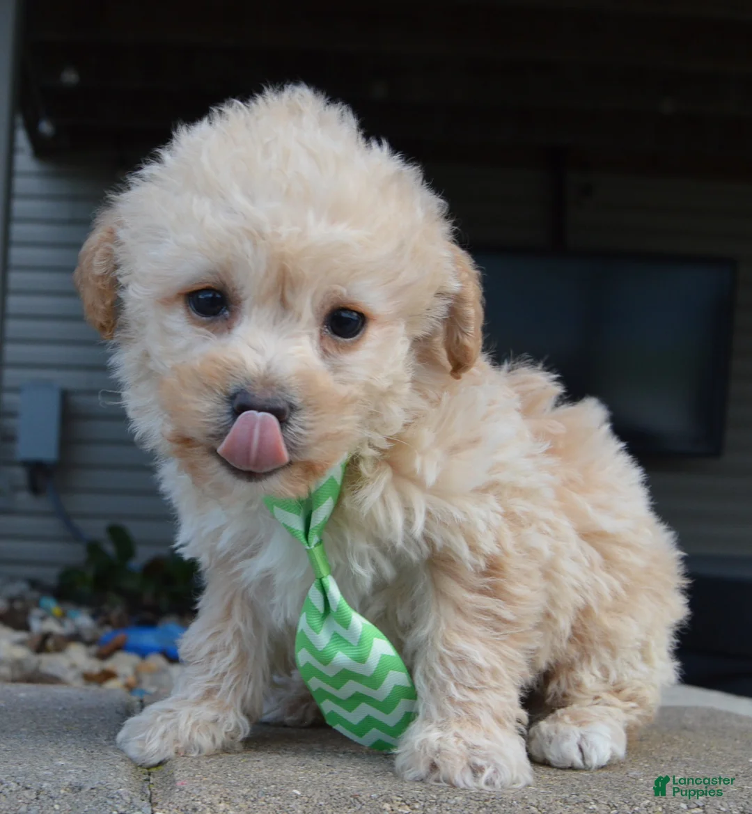 Yorkiepoo dogs for sale: Max - Ad 2