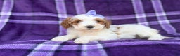 Cavapoo dogs for sale: Sapphire  - Ad 8