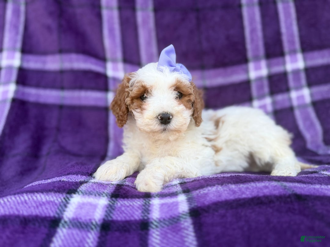 Cavapoo dogs for sale: Sapphire  - Ad 8