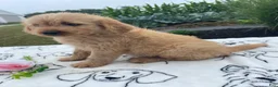 Labradoodle dogs for sale: Ronald - Ad 4