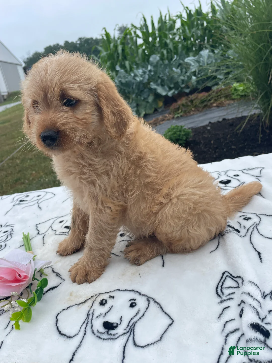 Labradoodle dogs for sale: Ronald - Ad 4