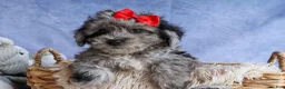 Bichpoo dogs for sale: NORMAN - Ad 16