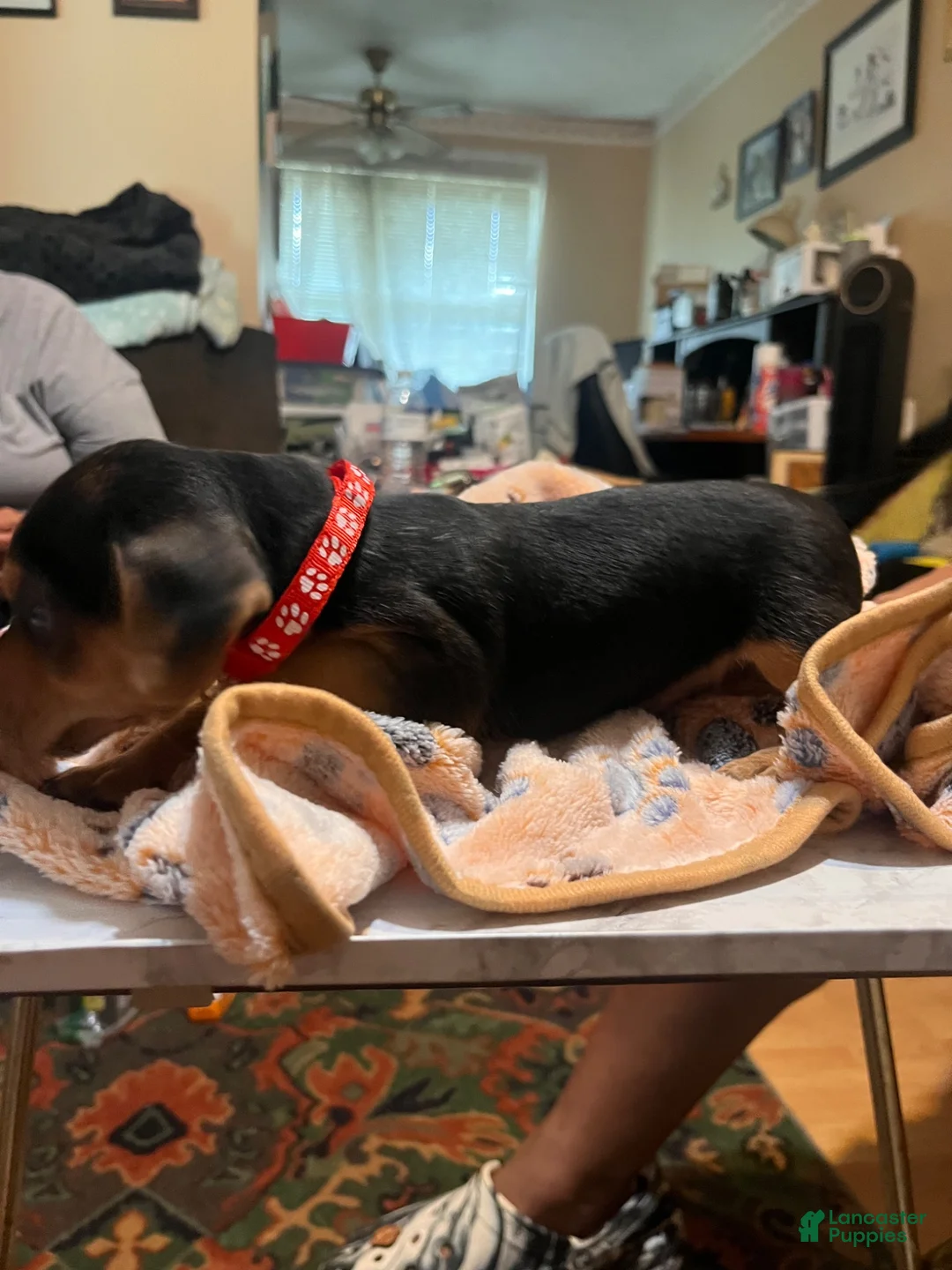 Dorkie dogs for sale: Dorkie 1 - Ad 1