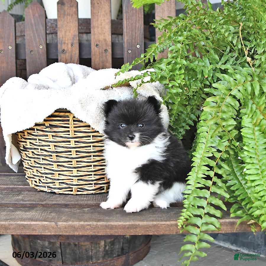 Pomeranian dogs for sale: Bruno - Ad 3