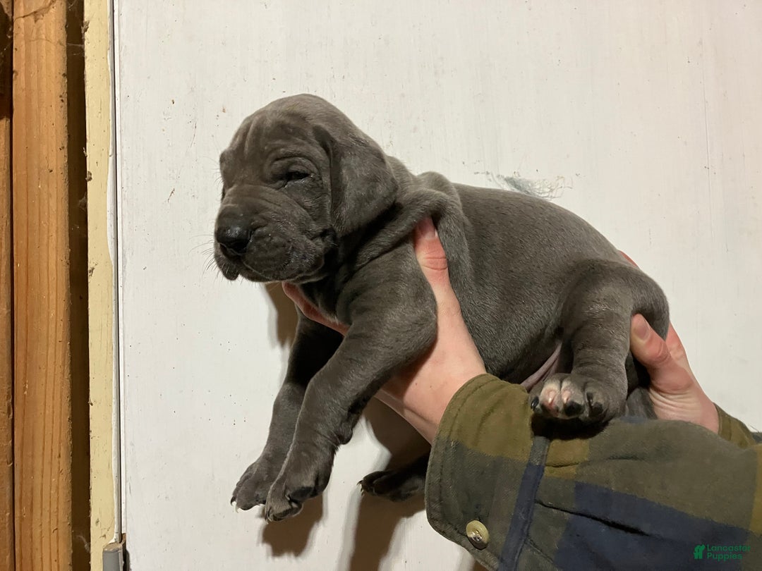 Great Dane dogs for sale: Rain - Ad 2