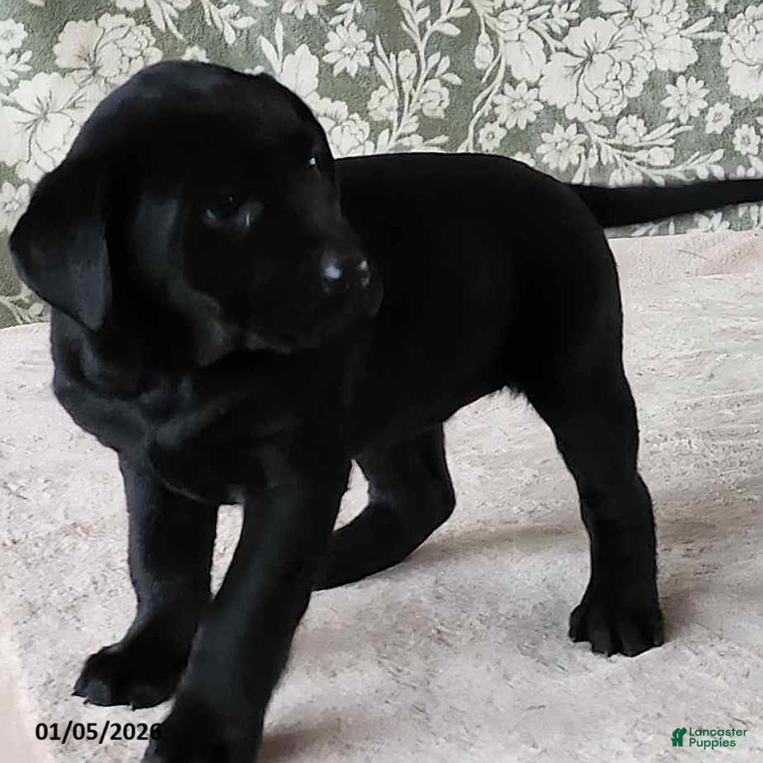 Labrador Retriever dogs for sale: Sheila - Ad 4