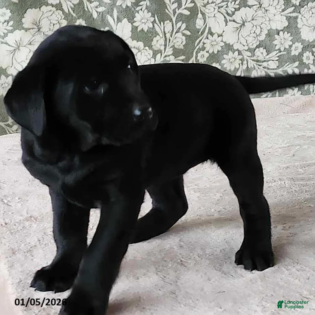Labrador Retriever dogs for sale: Sheila - Ad 6