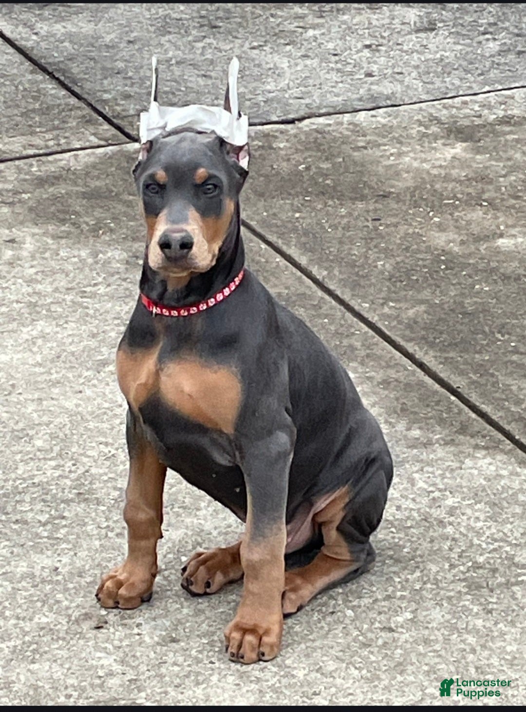 Doberman Pinscher dogs Blue Doberman Pinscher Puppy - Jett - Ad 28