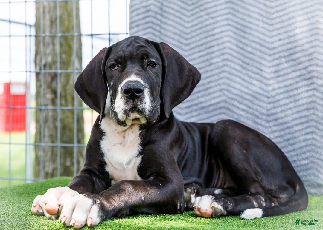 Great Dane dogs for sale: Kathy - Ad 22