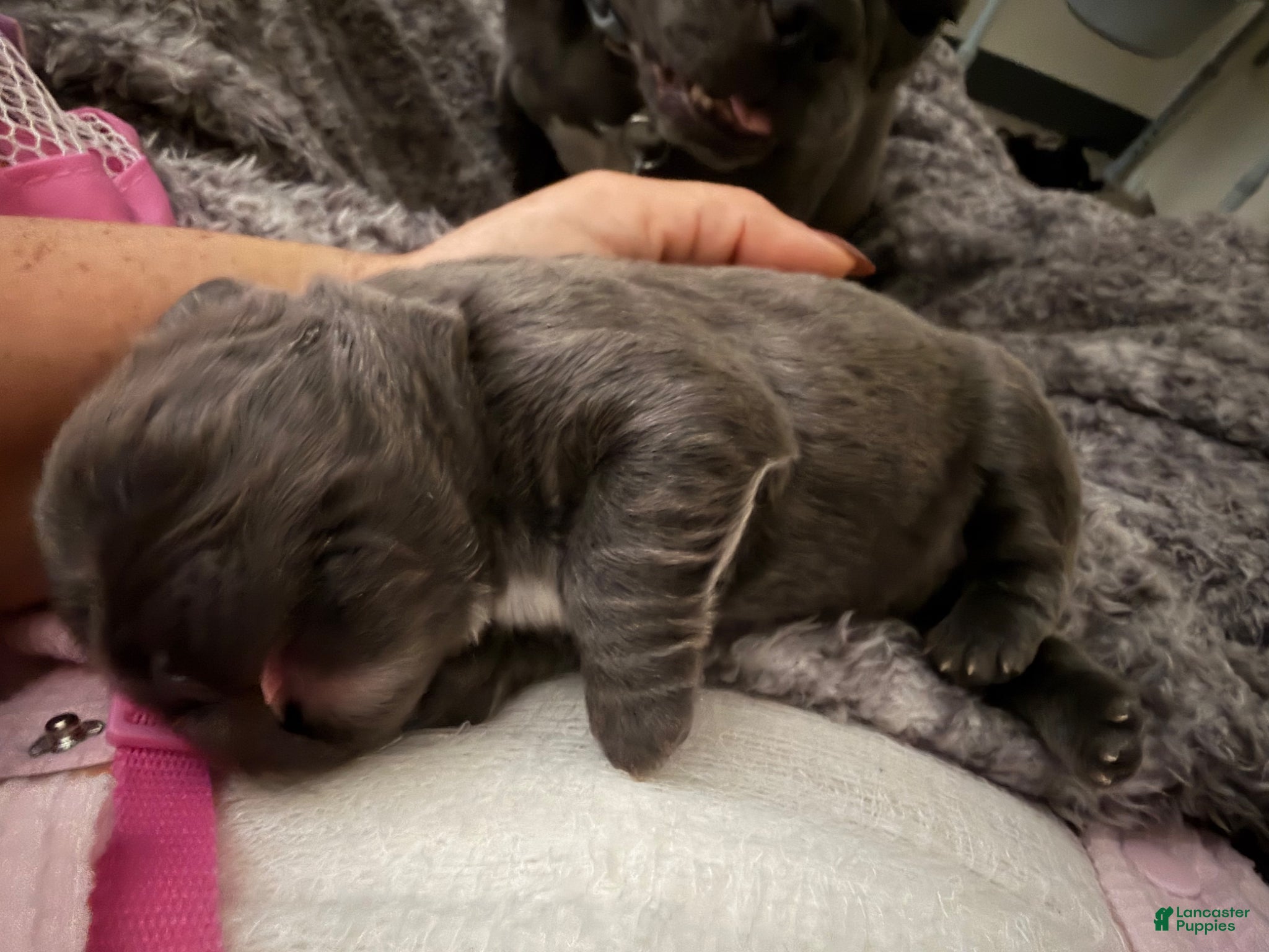 French Bulldog dogs for sale: April - Ad 11