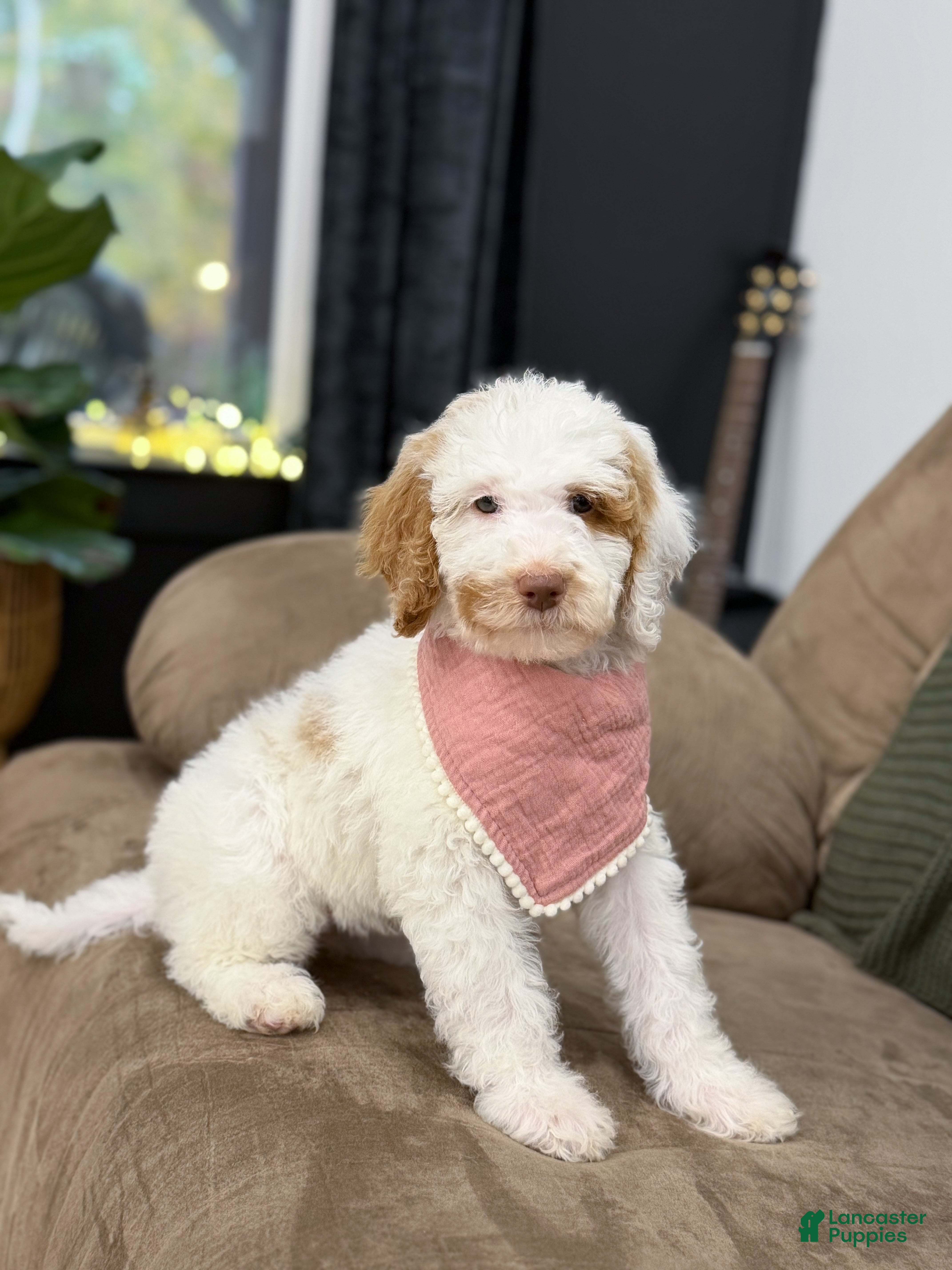 Goldendoodle dogs for sale: Hello I’m Wren🎀 - Ad 1