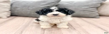 Tucker