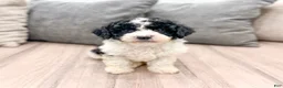 Miniature Poodle dogs for sale: Tucker - Ad 1