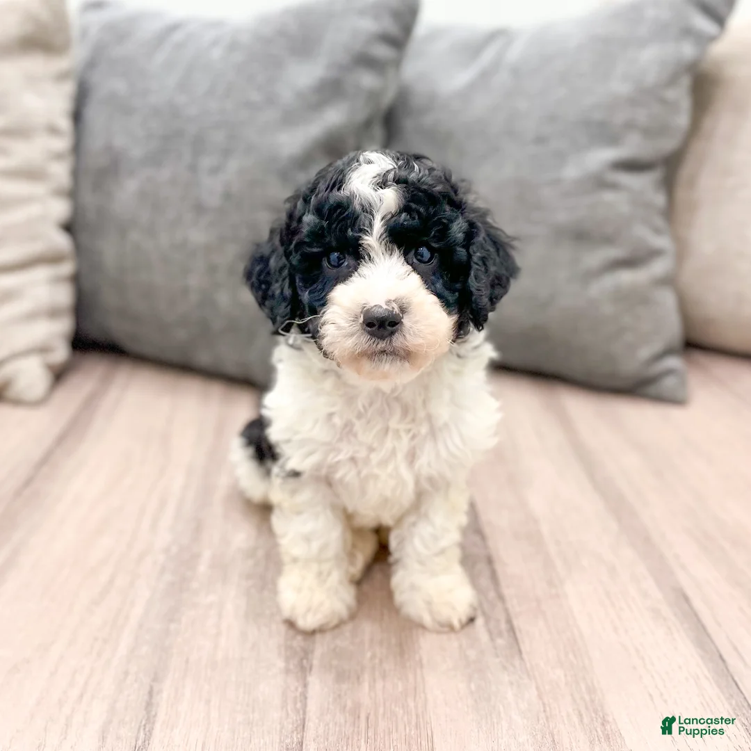 Miniature Poodle dogs for sale: Tucker - Ad 1