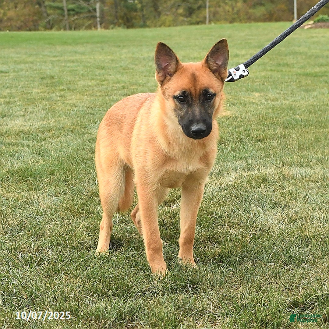 Mixed Breed dogs for sale: Thea - Ad 2