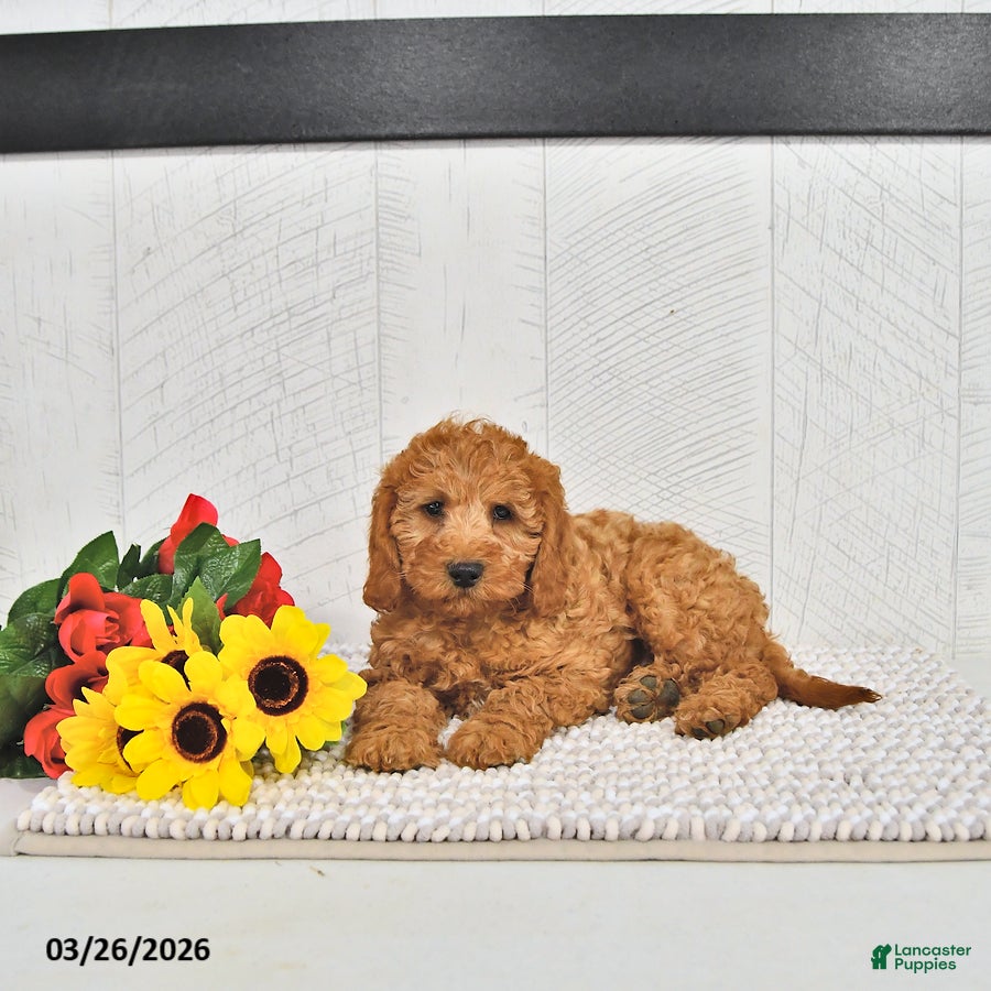 Mini Goldendoodle dogs Xavier - Ad 2
