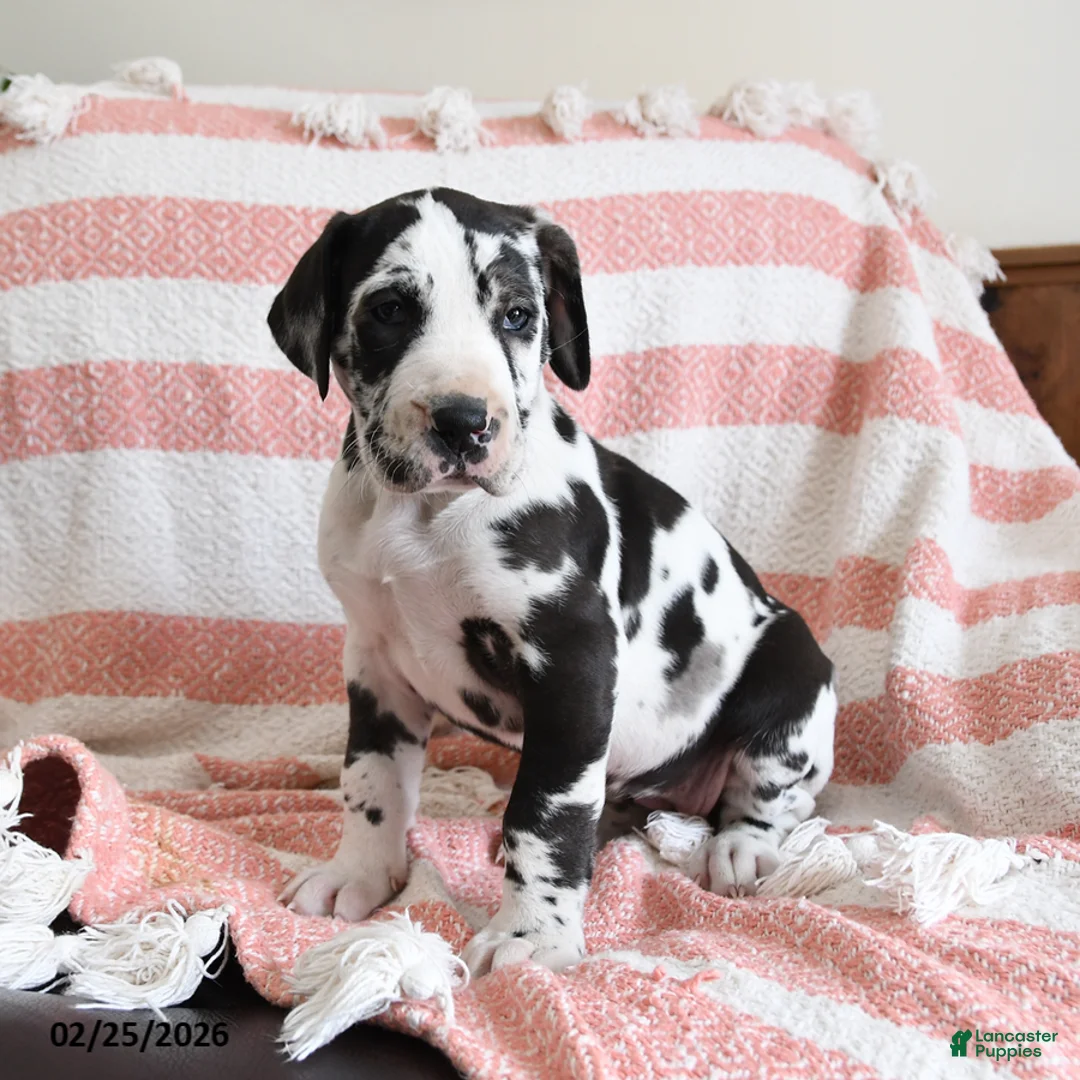 Great Dane dogs for sale: Nova - Ad 4