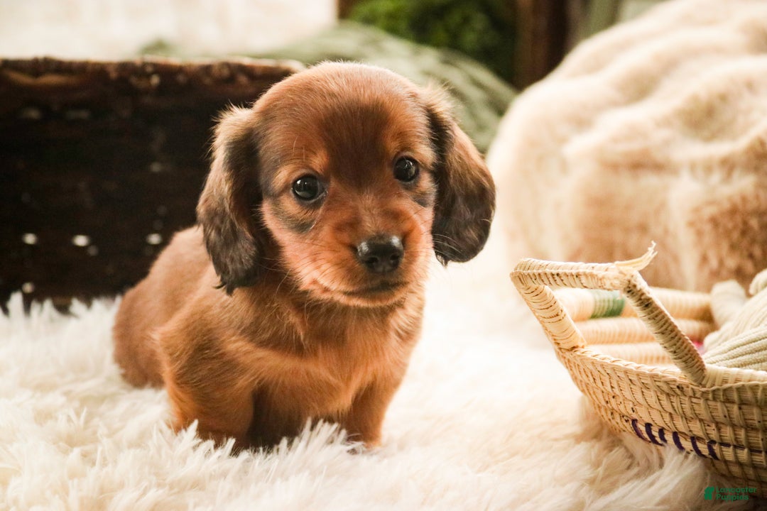 Miniature Dachshund dogs for sale: Tinsel - Ad 8