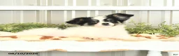 Papillon dogs for sale: Moss - Ad 7