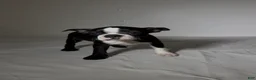 Boston Terrier dogs for sale: Suzi - Ad 3