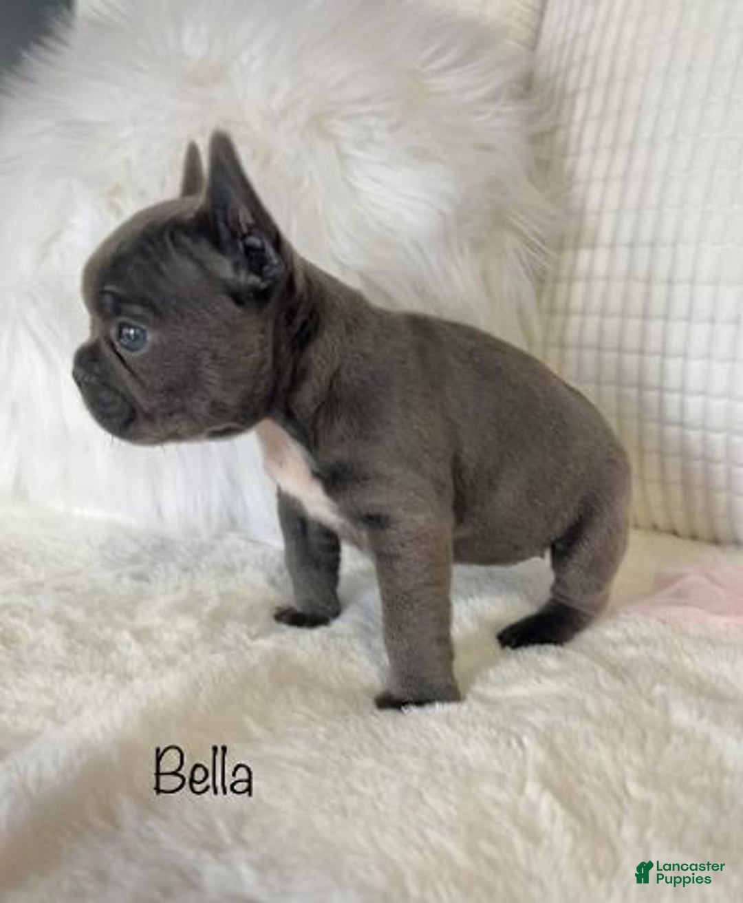 Mixed Breed dogs for sale: Bella - Ad 4