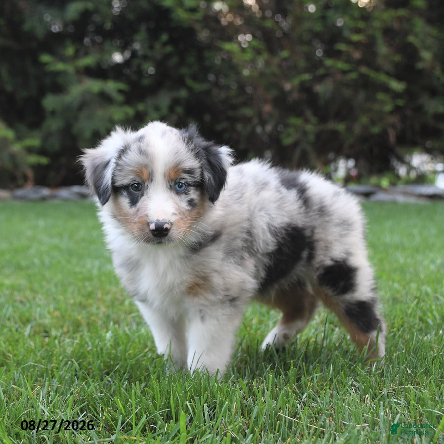 Australian Shepherd dogs Boomer - Ad 2