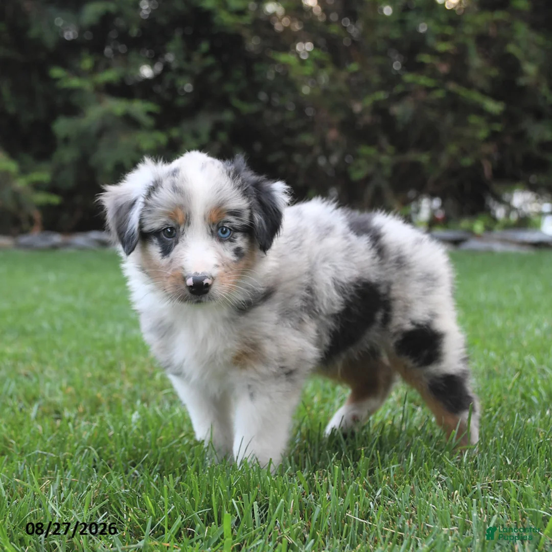 Australian Shepherd dogs for sale: Boomer - Ad 2