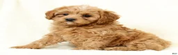 Cavapoo dogs for sale: Sally - Ad 7