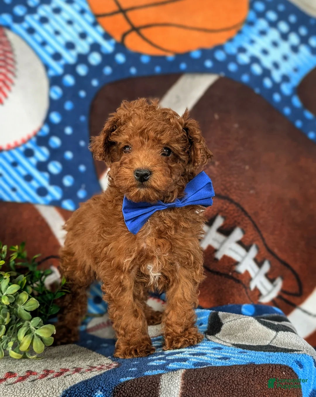 Toy Poodle dogs for sale: Cruz - Ad 2